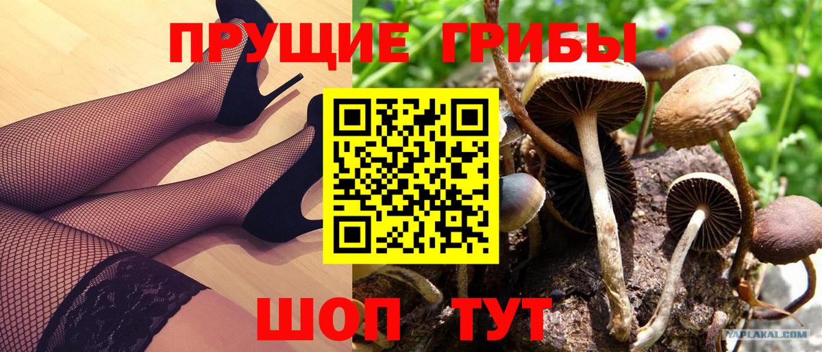 Муравленко  Галлюциногенные грибы Cubensis  Вход с VPN 
